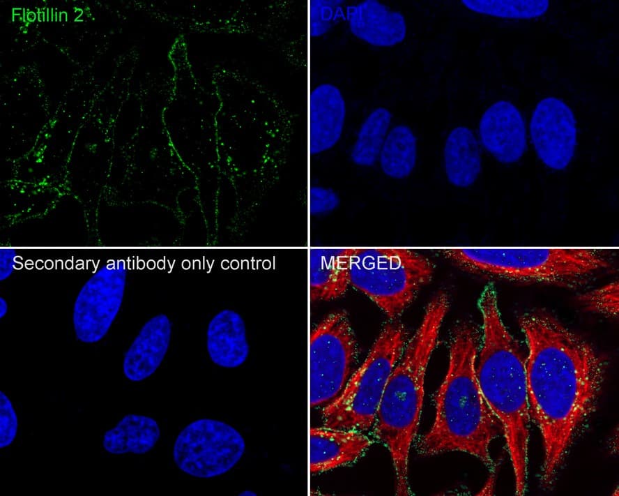 Immunocytochemistry/ Immunofluorescence: Flotillin 2 Antibody (PSH03-41) [NBP3-32343] - Immunocytochemistry analysis of HeLa cells labeling Flotillin 2 with Rabbit anti-Flotillin 2 antibody (NBP3-32343) at 1/100 dilution. Cells were fixed in 100% precooled methanol for 5 minutes at room temperature, then blocked with 1% BSA in 10% negative goat serum for 1 hour at room temperature. Cells were then incubated with Rabbit anti-Flotillin 2 antibody (NBP3-32343) at 1/100 dilution in 1% BSA in PBST overnight at 4 ℃. Goat Anti-Rabbit IgG H&L (iFluor™ 488) was used as the secondary antibody at 1/1,000 dilution. PBS instead of the primary antibody was used as the secondary antibody only control. Nuclear DNA was labelled in blue with DAPI. Beta tubulin (red) was stained at 1/100 dilution overnight at +4℃. Goat Anti-Mouse IgG H&L (iFluor™ 594) was used as the secondary antibody at 1/1,000 dilution.