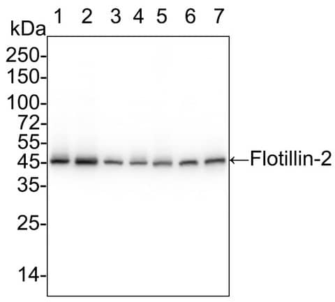 Western Blot: Flotillin 2 Antibody (PSH03-41) [NBP3-32343] - Western blot analysis of Flotillin 2 on different lysates with Rabbit anti-Flotillin 2 antibody (NBP3-32343) at 1/5,000 dilution. Lane 1: HeLa cell lysate (15 µg/Lane) Lane 2: A431 cell lysate (15 µg/Lane) Lane 3: COS-1 cell lysate (15 µg/Lane) Lane 4: NIH/3T3 cell lysate (15 µg/Lane) Lane 5: PC-12 cell lysate (15 µg/Lane) Lane 6: Mouse lung tissue lysate (30 µg/Lane) Lane 7: Rat lung tissue lysate (30 µg/Lane) Predicted band size: 47 kDa Observed band size: 47 kDa Exposure time:  Lane 1-7 (left): 6 seconds;  Lane 1-7 (right): 50 seconds; 4-20% SDS-PAGE gel. Proteins were transferred to a PVDF membrane and blocked with 5% NFDM/TBST for 1 hour at room temperature. The primary antibody at 1/5,000 dilution was used in 5% NFDM/TBST at 4℃ overnight. Goat Anti-Rabbit IgG - HRP Secondary Antibody at 1/50,000 dilution was used for 1 hour at room temperature.