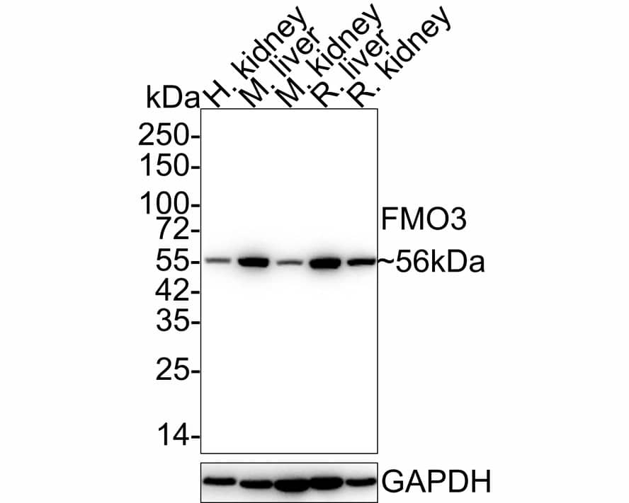 Western Blot: FMO3 Antibody (JE55-13) [NBP3-32344] - Western blot analysis of FMO3 on different lysates with Rabbit anti-FMO3 antibody (NBP3-32344) at 1/1,000 dilution. Lane 1: Human kidney tissue lysate Lane 2: Mouse liver tissue lysate Lane 3: Mouse kidney tissue lysate Lane 4: Rat liver tissue lysate Lane 5: Rat kidney tissue lysate Lysates/proteins at 30 ug/Lane. Predicted band size: 60 kDa Observed band size: 56 kDa Exposure time: 30 seconds; 4-20% SDS-PAGE gel. Proteins were transferred to a PVDF membrane and blocked with 5% NFDM/TBST for 1 hour at room temperature. The primary antibody (NBP3-32344) at 1/1,000 dilution was used in 5% NFDM/TBST at 4C overnight. Goat Anti-Rabbit IgG - HRP Secondary Antibody at 1/50,000 dilution was used for 1 hour at room temperature.