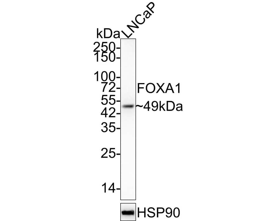Western blot analysis of  LNCaP cell lysates with NBP3-32346 at 1/2,000 dilution. Lysates/proteins at 20 µg/Lane. Predicted band size: 49 kDa Observed band size: 49 kDa Exposure time: 3 minutes; 4-20% SDS-PAGE gel. Proteins were transferred to a PVDF membrane and blocked with 5% NFDM/TBST for 1 hour at room temperature. NBP3-32346 at 1/2,000 dilution was used in 5% NFDM/TBST at 4℃ overnight. Goat anti-Mouse IgG [HRP] at 1/50,000 dilution was used for 1 hour at room temperature.