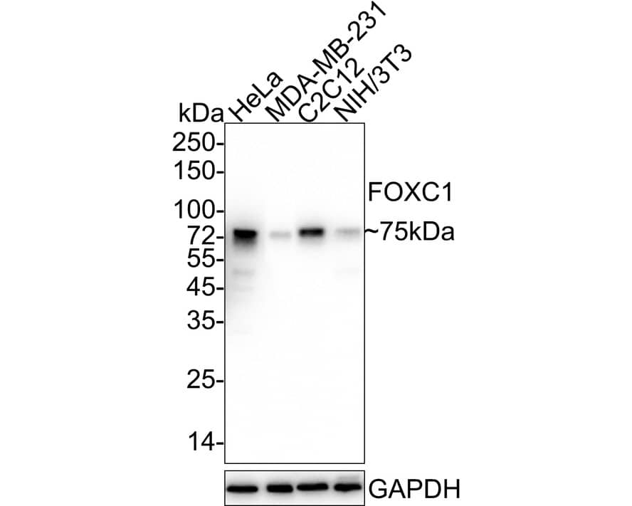 Western blot analysis on different lysates with NBP3-32347 at 1/2,000 dilution. Lane 1: HeLa cell lysate Lane 2: MDA-MB-231 cell lysate Lane 3: C2C12 cell lysate Lane 4: NIH/3T3 cell lysate Lysates/proteins at 20 µg/Lane. Predicted band size: 57 kDa Observed band size: 75 kDa Exposure time: 1 minute 30 seconds; 4-20% SDS-PAGE gel. Proteins were transferred to a PVDF membrane and blocked with 5% NFDM/TBST for 1 hour at room temperature. NBP3-32347 at 1/2,000 dilution was used in 5% NFDM/TBST at 4℃ overnight. Goat Anti-Rabbit IgG [HRP] Secondary Antibody at 1/50,000 dilution was used for 1 hour at room temperature.