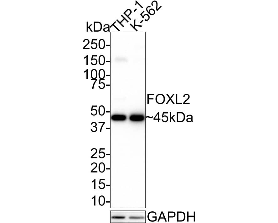 Western Blot: FOXL2 Antibody (JE38-52) [NBP3-32348] - Western blot analysis of FOXL2 on different lysates with Rabbit anti-FOXL2 antibody (NBP3-32348) at 1/1,000 dilution. Lane 1: THP-1 cell lysate Lane 2: K-562 cell lysate Lysates/proteins at 20 ug/Lane. Predicted band size: 39 kDa Observed band size: 45 kDa Exposure time: 3 minutes; 4-20% SDS-PAGE gel. Proteins were transferred to a PVDF membrane and blocked with 5% NFDM/TBST for 1 hour at room temperature. The primary antibody (NBP3-32348) at 1/1,000 dilution was used in 5% NFDM/TBST at room temperature for 2 hours. Goat Anti-Rabbit IgG - HRP Secondary Antibody at 1:100,000 dilution was used for 1 hour at room temperature.