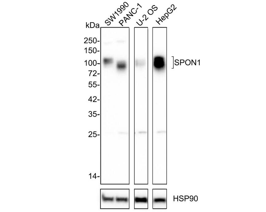 Western Blot: F-Spondin/SPON1 Antibody (PSH02-84) [NBP3-32352] - Western blot analysis of F-Spondin/SPON1 on different lysates with Rabbit anti-F-Spondin/SPON1 antibody (NBP3-32352) at 1/1,000 dilution. Lane 1: SW1990 cell lysate Lane 2: PANC-1 cell lysate Lane 3: U-2 OS cell lysate Lane 4: HepG2 cell lysate Lysates/proteins at 20 ug/Lane. Predicted band size: 91 kDa Observed band size: 91120 kDa Exposure time: 1 minutes 17 seconds; 4-20% SDS-PAGE gel. Proteins were transferred to a PVDF membrane and blocked with 5% NFDM/TBST for 1 hour at room temperature. The primary antibody (NBP3-32352) at 1/1,000 dilution was used in 5% NFDM/TBST at 4C overnight. Goat Anti-Rabbit IgG - HRP Secondary Antibody at 1/50,000 dilution was used for 1 hour at room temperature.