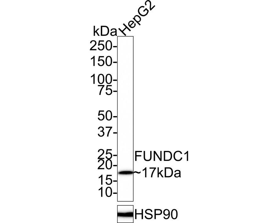 Western blot analysis of  HepG2 cell lysates with NBP3-32353 at 1/1,000 dilution. Lysates/proteins at 40 µg/Lane. Predicted band size: 17 kDa Observed band size: 17 kDa Exposure time: 2 minutes; 4-20% SDS-PAGE gel. Proteins were transferred to a PVDF membrane and blocked with 5% NFDM/TBST for 1 hour at room temperature. NBP3-32353 at 1/1,000 dilution was used in 5% NFDM/TBST at 4℃ overnight. Goat Anti-Rabbit IgG [HRP] Secondary Antibody at 1:100,000 dilution was used for 1 hour at room temperature.