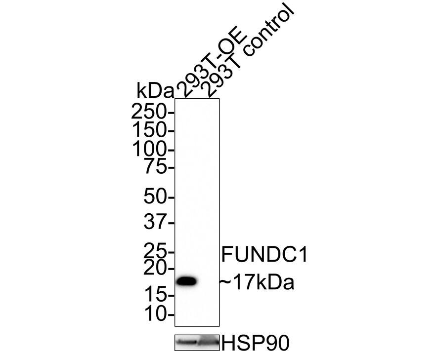 Western Blot: FUNDC1 Antibody (PSH0-92) [NBP3-32353] - Western blot analysis of FUNDC1 on different lysates with Rabbit anti-FUNDC1 antibody (NBP3-32353) at 1/1,000 dilution. Lane 1: 293T over-expressed FUNDC1 cell lysate Lane 2: 293T control cell lysate Lysates/proteins at 20 ug/Lane. Predicted band size: 17 kDa Observed band size: 17 kDa Exposure time: 2 minutes; 4-20% SDS-PAGE gel. Proteins were transferred to a PVDF membrane and blocked with 5% NFDM/TBST for 1 hour at room temperature. The primary antibody (NBP3-32353) at 1/1,000 dilution was used in 5% NFDM/TBST at room temperature for 2 hours. Goat Anti-Rabbit IgG - HRP Secondary Antibody at 1:100,000 dilution was used for 1 hour at room temperature.