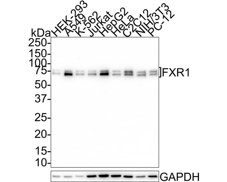 Western Blot: FXR1 Antibody (JE40-57) [NBP3-32354] - Western blot analysis of FXR1 on different lysates with Rabbit anti-FXR1 antibody (NBP3-32354) at 1/1,000 dilution. Lane 1: HEK-293 cell lysate Lane 2: A549 cell lysate Lane 3: K-562 cell lysate Lane 4: Jurkat cell lysate Lane 5: HepG2 cell lysate Lane 6: HeLa cell lysate Lane 7: C2C12 cell lysate Lane 8: NIH/3T3 cell lysate Lane 9: PC-12 cell lysate Lysates/proteins at 20 ug/Lane. Predicted band size: 70 kDa Observed band size: 70/75 kDa Exposure time: 1 minute 55 seconds; 4-20% SDS-PAGE gel. Proteins were transferred to a PVDF membrane and blocked with 5% NFDM/TBST for 1 hour at room temperature. The primary antibody (NBP3-32354) at 1/1,000 dilution was used in 5% NFDM/TBST at 4C overnight. Goat Anti-Rabbit IgG - HRP Secondary Antibody at 1:100,000 dilution was used for 1 hour at room temperature.