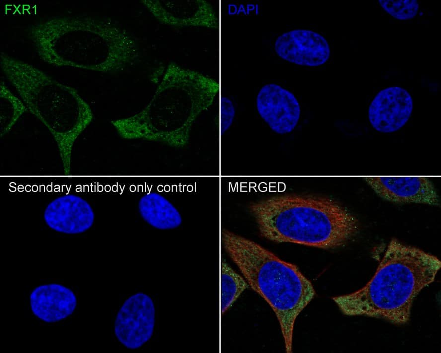 Immunocytochemistry/ Immunofluorescence: FXR1 Antibody (JE40-57) [NBP3-32354] - Immunocytochemistry analysis of HeLa cells labeling FXR1 with Rabbit anti-FXR1 antibody (NBP3-32354) at 1/100 dilution. Cells were fixed in 4% paraformaldehyde for 20 minutes at room temperature, permeabilized with 0.1% Triton X-100 in PBS for 5 minutes at room temperature, then blocked with 1% BSA in 10% negative goat serum for 1 hour at room temperature. Cells were then incubated with Rabbit anti-FXR1 antibody (NBP3-32354) at 1/100 dilution in 1% BSA in PBST overnight at 4 ℃. Goat Anti-Rabbit IgG H&L (iFluor™ 488) was used as the secondary antibody at 1/1,000 dilution. PBS instead of the primary antibody was used as the secondary antibody only control. Nuclear DNA was labelled in blue with DAPI. Beta tubulin (red) was stained at 1/100 dilution overnight at +4℃. Goat Anti-Mouse IgG H&L (iFluor™ 594) was used as the secondary antibody at 1/1,000 dilution.