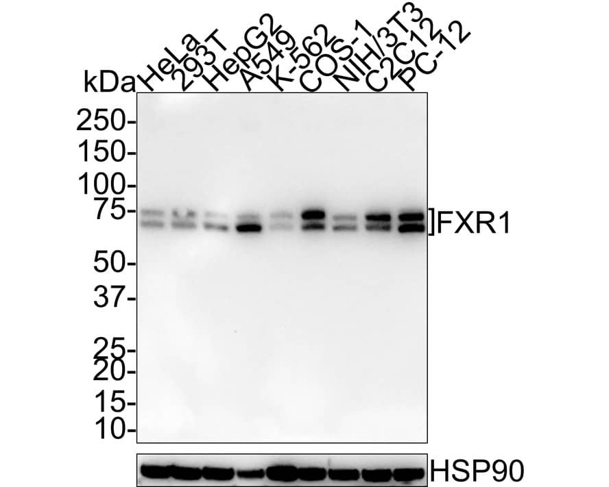 Western Blot: FXR1 Antibody (PSH01-35) [NBP3-32355] - Western blot analysis of FXR1 on different lysates with Rabbit anti-FXR1 antibody (NBP3-32355) at 1/1,000 dilution. Lane 1: HeLa cell lysate Lane 2: 293T cell lysate Lane 3: HepG2 cell lysate Lane 4: A549 cell lysate Lane 5: K-562 cell lysate Lane 6: COS-1 cell lysate Lane 7: NIH/3T3 cell lysate Lane 8: C2C12 cell lysate Lane 9: PC-12 cell lysate Lysates/proteins at 30 ug/Lane. Predicted band size: 70 kDa Observed band size: 70/75 kDa Exposure time: 3 minutes 10 seconds; 4-20% SDS-PAGE gel. Proteins were transferred to a PVDF membrane and blocked with 5% NFDM/TBST for 1 hour at room temperature. The primary antibody (NBP3-32355) at 1/1,000 dilution was used in 5% NFDM/TBST at room temperature for 2 hours. Goat Anti-Rabbit IgG - HRP Secondary Antibody at 1/100,000 dilution was used for 1 hour at room temperature.