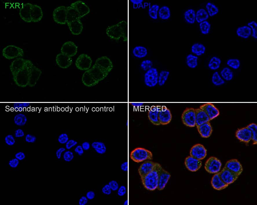 Immunocytochemistry/ Immunofluorescence: FXR1 Antibody (PSH01-35) [NBP3-32355] - Immunocytochemistry analysis of PC-12 cells labeling FXR1 with Rabbit anti-FXR1 antibody (NBP3-32355) at 1/100 dilution. Cells were fixed in 4% paraformaldehyde for 20 minutes at room temperature, permeabilized with 0.1% Triton X-100 in PBS for 5 minutes at room temperature, then blocked with 1% BSA in 10% negative goat serum for 1 hour at room temperature. Cells were then incubated with Rabbit anti-FXR1 antibody (NBP3-32355) at 1/100 dilution in 1% BSA in PBST overnight at 4 ℃. Goat Anti-Rabbit IgG H&L (iFluor™ 488) was used as the secondary antibody at 1/1,000 dilution. PBS instead of the primary antibody was used as the secondary antibody only control. Nuclear DNA was labelled in blue with DAPI. Beta tubulin (red) was stained at 1/100 dilution overnight at +4℃. Goat Anti-Mouse IgG H&L (iFluor™ 594) was used as the secondary antibody at 1/1,000 dilution.