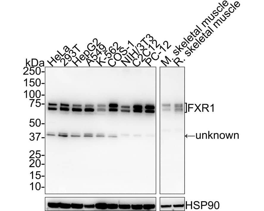 Western Blot: FXR1 Antibody (PSH01-67) [NBP3-32356] - Western blot analysis of FXR1 on different lysates with Rabbit anti-FXR1 antibody (NBP3-32356) at 1/1,000 dilution. Lane 1: HeLa cell lysate Lane 2: 293T cell lysate Lane 3: HepG2 cell lysate Lane 4: A549 cell lysate Lane 5: K-562 cell lysate Lane 6: COS-1 cell lysate Lane 7: NIH/3T3 cell lysate Lane 8: C2C12 cell lysate Lane 9: PC-12 cell lysate Lane 10: Mouse skeletal muscle tissue lysate Lane 11: Rat skeletal muscle tissue lysate Lysates/proteins at 30 ug/Lane. Predicted band size: 70 kDa Observed band size: 70/75 kDa Exposure time: 1 minute 2 seconds; 4-20% SDS-PAGE gel. Proteins were transferred to a PVDF membrane and blocked with 5% NFDM/TBST for 1 hour at room temperature. The primary antibody (NBP3-32356) at 1/1,000 dilution was used in 5% NFDM/TBST at room temperature for 2 hours. Goat Anti-Rabbit IgG - HRP Secondary Antibody at 1/10,000 dilution was used for 1 hour at room temperature.