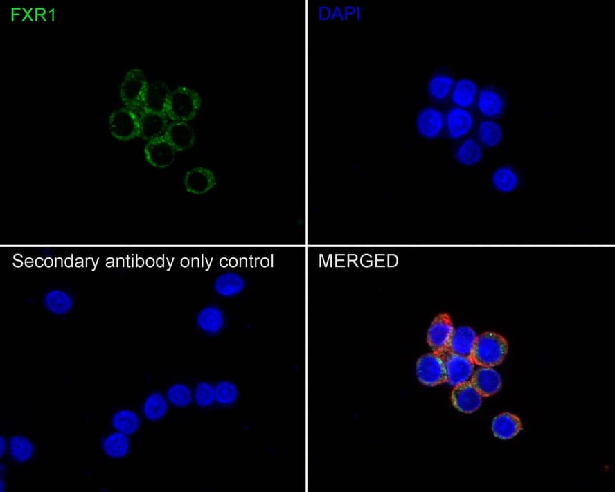 Immunocytochemistry/ Immunofluorescence: FXR1 Antibody (PSH01-67) [NBP3-32356] - Immunocytochemistry analysis of PC-12 cells labeling FXR1 with Rabbit anti-FXR1 antibody (NBP3-32356) at 1/100 dilution. Cells were fixed in 100% precooled methanol for 5 minutes at room temperature, then blocked with 1% BSA in 10% negative goat serum for 1 hour at room temperature. Cells were then incubated with Rabbit anti-FXR1 antibody (NBP3-32356) at 1/100 dilution in 1% BSA in PBST overnight at 4 ℃. Goat Anti-Rabbit IgG H&L (iFluor™ 488) was used as the secondary antibody at 1/1,000 dilution. PBS instead of the primary antibody was used as the secondary antibody only control. Nuclear DNA was labelled in blue with DAPI. Beta tubulin (red) was stained at 1/100 dilution overnight at +4℃. Goat Anti-Mouse IgG H&L (iFluor™ 594) was used as the secondary antibody at 1/1,000 dilution.