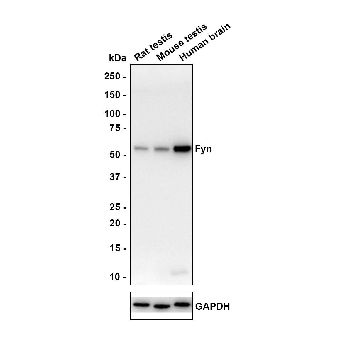 Western blot analysis on different lysates with NBP3-32357 at 1/1,000 dilution. Lane 1: Rat testis tissue lysate Lane 2: Mouse testis tissue lysate Lane 3: Human brain tissue lysate Lysates/proteins at 40 µg/Lane. Predicted band size: 61 kDa Observed band size: 59 kDa Exposure time: 3 minutes; 4-20% SDS-PAGE gel. Proteins were transferred to a PVDF membrane and blocked with 5% NFDM/TBST for 1 hour at room temperature. NBP3-32357 at 1/1,000 dilution was used in 5% NFDM/TBST at room temperature for 2 hours. Goat Anti-Rabbit IgG [HRP] Secondary Antibody at 1:100,000 dilution was used for 1 hour at room temperature.