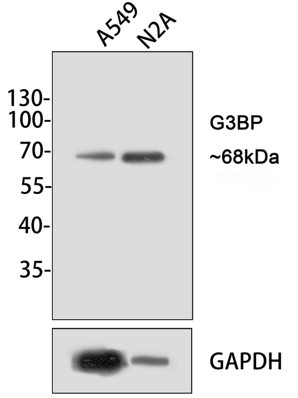 Western Blot: G3BP1 Antibody (JE35-20) [NBP3-32358] - Western blot analysis of G3BP1 on different lysates with Rabbit anti-G3BP1 antibody (NBP3-32358) at 1/500 dilution. Lane 1: A549 cell lysate Lane 2: N2A cell lysate Lysates/proteins at 10 ug/Lane. Predicted band size: 52 kDa Observed band size: 68 kDa Exposure time: 2 minutes; 10% SDS-PAGE gel. Proteins were transferred to a PVDF membrane and blocked with 5% NFDM/TBST for 1 hour at room temperature. The primary antibody (NBP3-32358) at 1/500 dilution was used in 5% NFDM/TBST at room temperature for 2 hours. Goat Anti-Rabbit IgG - HRP Secondary Antibody at 1:200,000 dilution was used for 1 hour at room temperature.