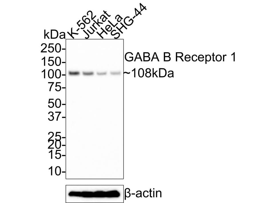 Western Blot: GABA-B R1 Antibody (JE60-09) [NBP3-32359] - Western blot analysis of GABA-B R1 on different lysates with Rabbit anti-GABA-B R1 antibody (NBP3-32359) at 1/1,000 dilution. Lane 1: K-562 cell lysate Lane 2: Jurkat cell lysate Lane 3: HeLa cell lysate Lane 4: SHG-44 cell lysate Lysates/proteins at 30 ug/Lane. Predicted band size: 108 kDa Observed band size: 108 kDa Exposure time: 5 minutes; 4-20% SDS-PAGE gel. Proteins were transferred to a PVDF membrane and blocked with 5% NFDM/TBST for 1 hour at room temperature. The primary antibody (NBP3-32359) at 1/1,000 dilution was used in 5% NFDM/TBST at room temperature for 2 hours. Goat Anti-Rabbit IgG - HRP Secondary Antibody at 1:200,000 dilution was used for 1 hour at room temperature.