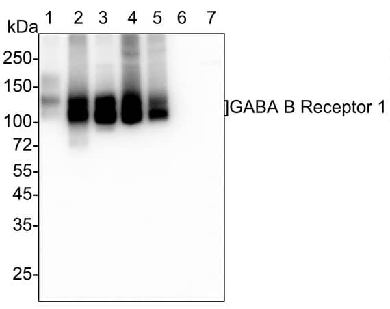 Western Blot: GABA-B R1 Antibody (PSH03-87) [NBP3-32360] - Western blot analysis of GABA-B R1 on different lysates with Rabbit anti-GABA-B R1 antibody (NBP3-32360) at 1/2,000 dilution. Lane 1: Human brain tissue lysate Lane 2: Mouse brain tissue lysate  Lane 3: Rat brain tissue lysate (no heat) Lane 4: Mouse cerebellum tissue lysate (70℃ heat) Lane 5: Rat cerebellum tissue lysate Lane 6: Mouse skeletal muscle tissue lysate (no heat) (negative) Lane 7: Rat skeletal muscle tissue lysate (no heat) (negative) Lysates/proteins at 40 µg/Lane. Predicted band size: 108 kDa Observed band size: 95-108 kDa Exposure time:  Lane 1-7 (left): 28 seconds;  Lane 1-5 (right): 2 minutes 34 seconds; 4-20% SDS-PAGE gel. Proteins were transferred to a PVDF membrane and blocked with 5% NFDM/TBST for 1 hour at room temperature. The primary antibody at 1/2,000 dilution was used in 5% NFDM/TBST at 4℃ overnight. Goat Anti-Rabbit IgG - HRP Secondary Antibody at 1/50,000 dilution was used for 1 hour at room temperature.