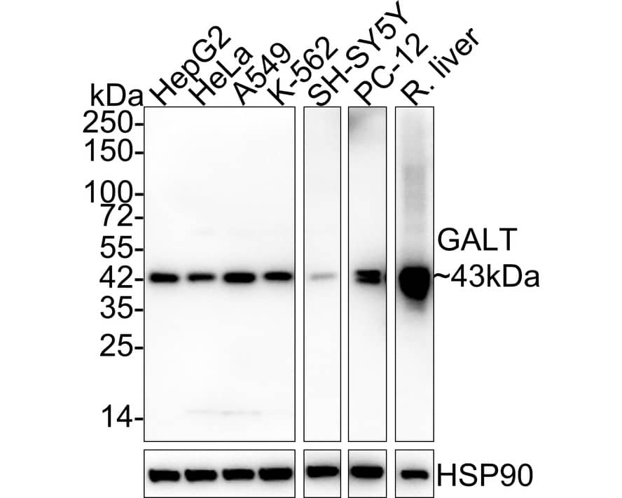 Western Blot: GALT Antibody (PSH02-87) [NBP3-32363] - Western blot analysis of GALT on different lysates with Rabbit anti-GALT antibody (NBP3-32363) at 1/2,000 dilution. Lane 1: HepG2 cell lysate (20 ug/Lane) Lane 2: HeLa cell lysate (20 ug/Lane) Lane 3: A549 cell lysate (20 ug/Lane) Lane 4: K-562 cell lysate (20 ug/Lane) Lane 5: SH-SY5Y cell lysate (20 ug/Lane) Lane 6: PC-12 cell lysate (20 ug/Lane) Lane 7: Rat liver tissue lysate (40 ug/Lane) Predicted band size: 43 kDa Observed band size: 43 kDa Exposure time: 43 seconds; 4-20% SDS-PAGE gel. Proteins were transferred to a PVDF membrane and blocked with 5% NFDM/TBST for 1 hour at room temperature. The primary antibody (NBP3-32363) at 1/2,000 dilution was used in 5% NFDM/TBST at 4C overnight. Goat Anti-Rabbit IgG - HRP Secondary Antibody at 1/50,000 dilution was used for 1 hour at room temperature.