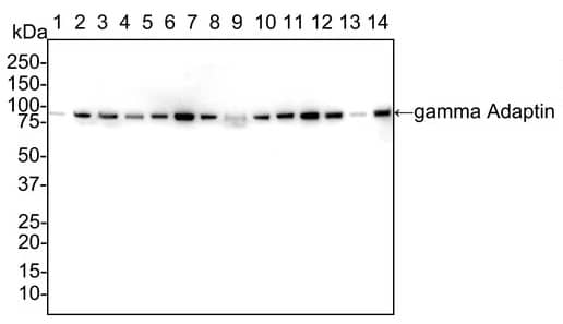 Western Blot: Gamma Adaptin Antibody (PSH02-65) [NBP3-32365] - Western blot analysis of Gamma Adaptin on different lysates with Rabbit anti-Gamma Adaptin antibody (NBP3-32365) at 1/1,000 dilution. Lane 1: HeLa cell lysate (20 µg/Lane) Lane 2: 293T cell lysate (20 µg/Lane) Lane 3: Jurkat cell lysate (20 µg/Lane) Lane 4: HepG2 cell lysate (20 µg/Lane) Lane 5: Raji cell lysate (20 µg/Lane) Lane 6: MCF7 cell lysate (20 µg/Lane) Lane 7: A549 cell lysate (20 µg/Lane) Lane 8: NIH/3T3 cell lysate (20 µg/Lane) Lane 9: RAW264.7 cell lysate (20 µg/Lane) Lane 10: PC-12 cell lysate (20 µg/Lane) Lane 11: Mouse kidney tissue lysate (40 µg/Lane) Lane 12: Mouse liver tissue lysate (40 µg/Lane) Lane 13: Rat kidney tissue lysate (40 µg/Lane) Lane 14: Rat liver tissue lysate (40 µg/Lane) Predicted band size: 91 kDa Observed band size: 91 kDa Exposure time: 1 minute 46 seconds; 4-20% SDS-PAGE gel. Proteins were transferred to a PVDF membrane and blocked with 5% NFDM/TBST for 1 hour at room temperature. The primary antibody at 1/1,000 dilution was used in 5% NFDM/TBST at 4℃ overnight. Goat Anti-Rabbit IgG - HRP Secondary Antibody at 1/50,000 dilution was used for 1 hour at room temperature.