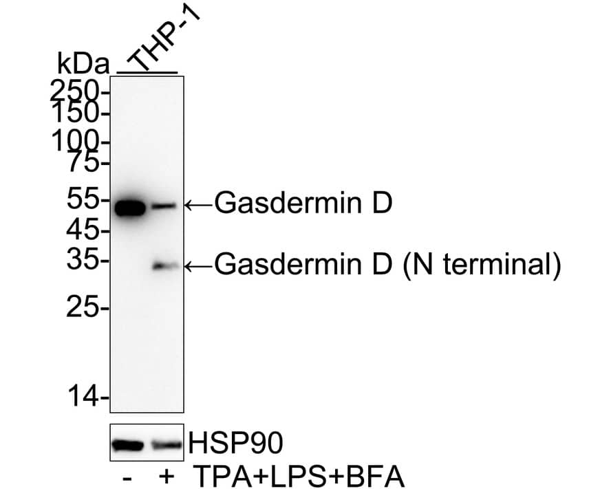 Western blot analysis on different lysates with NBP3-32369 at 1/2,000 dilution. Lane 1: THP-1 cell lysate (20 µg/Lane) Lane 2: THP-1 treated with 100nM TPA overnight then add 100ng/mL LPS for 7 hours then add 1μg/mL BFA for 3 hours cell lysate (20 µg/Lane) Predicted band size: 53/30 kDa Observed band size: 53/35 kDa Exposure time: 2 minutes;  4-20% SDS-PAGE gel. Proteins were transferred to a PVDF membrane and blocked with 5% NFDM/TBST for 1 hour at room temperature. NBP3-32369 at 1/2,000 dilution was used in 5% NFDM/TBST at 4℃ overnight. Goat Anti-Rabbit IgG [HRP] Secondary Antibody at 1/50,000 dilution was used for 1 hour at room temperature.