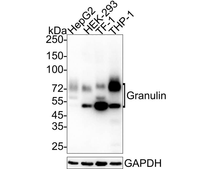 Western Blot: Granulin Antibody (JE37-73) [NBP3-32371] - Western blot analysis of Granulin on different lysates with Rabbit anti-Granulin antibody (NBP3-32371) at 1/1,000 dilution. Lane 1: HepG2 cell lysate Lane 2: HEK-293 cell lysate Lane 3: TF-1 cell lysate Lane 4: THP-1 cell lysate Lysates/proteins at 20 ug/Lane. Predicted band size: 64 kDa Observed band size: 50-75 kDa Exposure time: 1 minutes; ECL; 4-20% SDS-PAGE gel. Proteins were transferred to a PVDF membrane and blocked with 5% NFDM/TBST for 1 hour at room temperature. The primary antibody (NBP3-32371) at 1/1,000 dilution was used in 5% NFDM/TBST at 4C overnight. Goat Anti-Rabbit IgG - HRP Secondary Antibody at 1/50,000 dilution was used for 1 hour at room temperature.