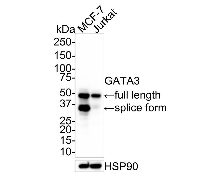 Western blot analysis on different lysates with NBP3-32374 at 1/1,000 dilution. Lane 1: MCF7 cell lysate (10 µg/Lane) Lane 2: Jurkat cell lysate (20 µg/Lane) Predicted band size: 48 kDa Observed band size: 48/35 kDa Exposure time: 1 minute; 4-20% SDS-PAGE gel. Proteins were transferred to a PVDF membrane and blocked with 5% NFDM/TBST for 1 hour at room temperature. NBP3-32374 at 1/1,000 dilution was used in 5% NFDM/TBST at room temperature for 2 hours. Goat anti-Mouse IgG [HRP] at 1:150,000 dilution was used for 1 hour at room temperature.