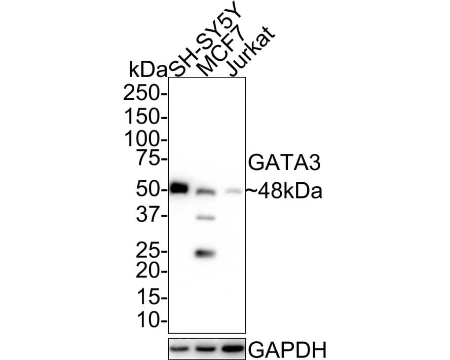 Western blot analysis on different lysates with NBP3-32375 at 1/1,000 dilution. Lane 1: SH-SY5Y cell lysate Lane 2: MCF7 cell lysate Lane 3: Jurkat cell lysate Lysates/proteins at 20 µg/Lane. Predicted band size: 48 kDa Observed band size: 48/37/25 kDa Exposure time: 1 minute; 4-20% SDS-PAGE gel. Proteins were transferred to a PVDF membrane and blocked with 5% NFDM/TBST for 1 hour at room temperature. NBP3-32375 at 1/1,000 dilution was used in 5% NFDM/TBST at 4℃ overnight. Goat anti-Mouse IgG [HRP] at 1/50,000 dilution was used for 1 hour at room temperature.