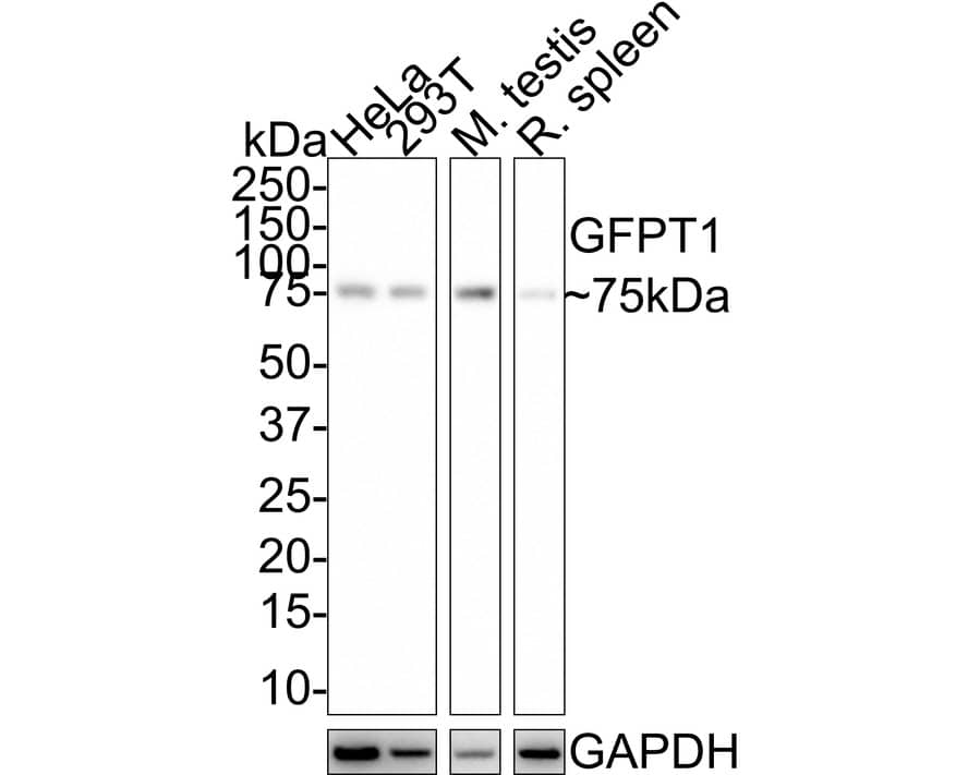Western Blot: GFPT1 Antibody (JE43-68) [NBP3-32379] - Western blot analysis of GFPT1 on different lysates with Rabbit anti-GFPT1 antibody (NBP3-32379) at 1/1,000 dilution. Lane 1: HeLa cell lysate (20 ug/Lane) Lane 2: 293T cell lysate (20 ug/Lane) Lane 3: Mouse testis tissue lysate (40 ug/Lane) Lane 4: Rat spleen tissue lysate (40 ug/Lane) Predicted band size: 79 kDa Observed band size: 75 kDa Exposure time: 3 minutes; 4-20% SDS-PAGE gel. Proteins were transferred to a PVDF membrane and blocked with 5% NFDM/TBST for 1 hour at room temperature. The primary antibody (NBP3-32379) at 1/1,000 dilution was used in 5% NFDM/TBST at room temperature for 2 hours. Goat Anti-Rabbit IgG - HRP Secondary Antibody at 1:100,000 dilution was used for 1 hour at room temperature.