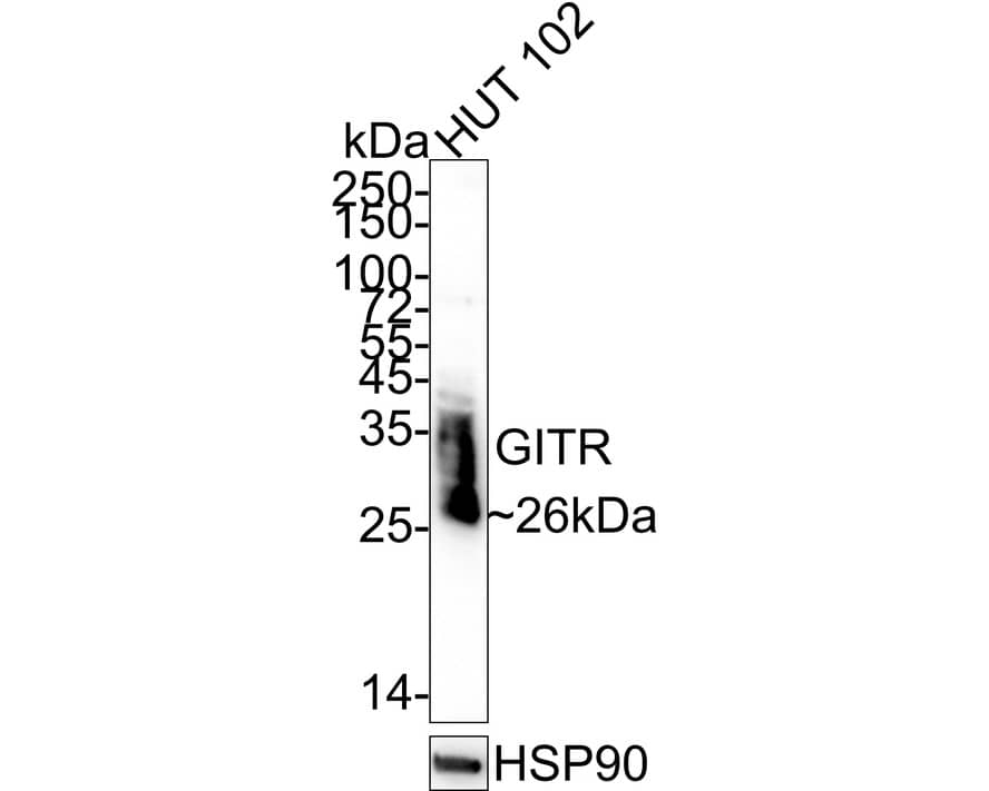 Western Blot: GITR/TNFRSF18 Antibody (PSH04-06) [NBP3-32382] - Western blot analysis of GITR/TNFRSF18 on HUT 102 cell lysates with Rabbit anti-GITR/TNFRSF18 antibody (NBP3-32382) at 1/1,000 dilution. Lysates/proteins at 20 ug/Lane. Predicted band size: 26 kDa Observed band size: 26 kDa Exposure time: 46 seconds; 4-20% SDS-PAGE gel. Proteins were transferred to a PVDF membrane and blocked with 5% NFDM/TBST for 1 hour at room temperature. The primary antibody (NBP3-32382) at 1/1,000 dilution was used in 5% NFDM/TBST at 4  overnight. Goat Anti-Rabbit IgG - HRP Secondary Antibody at 1/50,000 dilution was used for 1 hour at room temperature.