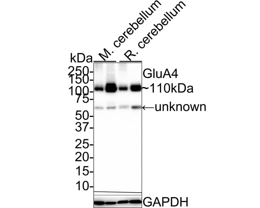 Western Blot: Glutamate Receptor 4 Antibody (JE36-81) [NBP3-32384] - Western blot analysis of Glutamate Receptor 4 on different lysates with Rabbit anti-Glutamate Receptor 4 antibody (NBP3-32384) at 1/1,000 dilution. Lane 1: Mouse cerebellum tissue lysate (RIPA lysis) Lane 2: Mouse cerebellum tissue lysate (hot lysis) Lane 3: Rat cerebellum tissue lysate (RIPA lysis) Lane 4: Rat cerebellum tissue lysate (hot lysis) Lysates/proteins at 40 ug/Lane. Predicted band size: 101 kDa Observed band size: 110/60 kDa Exposure time: 30 seconds; 4-20% SDS-PAGE gel. Proteins were transferred to a PVDF membrane and blocked with 5% NFDM/TBST for 1 hour at room temperature. The primary antibody (NBP3-32384) at 1/1,000 dilution was used in 5% NFDM/TBST at 4  overnight. Goat Anti-Rabbit IgG - HRP Secondary Antibody at 1:100,000 dilution was used for 1 hour at room temperature.