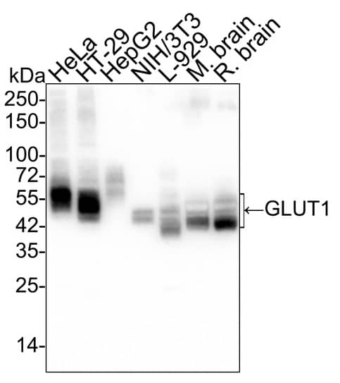 Western blot analysis on different lysates with NBP3-32385 at 1/50,000 dilution and competitor's antibody at 1/50,000 dilution. Lane 1: HeLa cell lysate (no heat) (20 µg/Lane) Lane 2: HT-29 cell lysate (no heat) (20 µg/Lane) Lane 3: HepG2 cell lysate (no heat) (20 µg/Lane) Lane 4: NIH/3T3 cell lysate (no heat) (20 µg/Lane) Lane 5: L-929 cell lysate (no heat) (20 µg/Lane) Lane 6: Mouse brain tissue lysate (no heat) (20 µg/Lane) Lane 7: Rat brain tissue lysate (no heat) (20 µg/Lane) Notice: no heat means the lysate is not boiled. Predicted band size: 54 kDa Observed band size: 45-60 kDa Exposure time: Lane 1-7 (left): 20 seconds; Lane 1-7 (right): 1 minute 30 seconds;  4-20% SDS-PAGE gel. Proteins were transferred to a PVDF membrane and blocked with 5% NFDM/TBST for 1 hour at room temperature. NBP3-32385 at 1/50,000 dilution and competitor's antibody at 1/50,000 dilution were used in 5% NFDM/TBST at 4℃ overnight. Goat Anti-Rabbit IgG [HRP] Secondary Antibody at 1/50,000 dilution was used for 1 hour at room temperature.