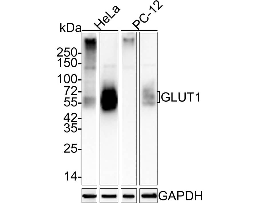 Western blot analysis on different lysates with NBP3-32385 at 1/50,000 dilution. Lane 1: HeLa cell lysate (10 µg/Lane) Lane 2: HeLa cell lysate (no heat) (10 µg/Lane) Lane 3: PC-12 cell lysate (10 µg/Lane) Lane 4: PC-12 cell lysate (no heat) (10 µg/Lane) Notice: no heat means the lysate is not boiled. Predicted band size: 54 kDa Observed band size: 54 kDa Exposure time: 30 seconds;  4-20% SDS-PAGE gel. Proteins were transferred to a PVDF membrane and blocked with 5% NFDM/TBST for 1 hour at room temperature. NBP3-32385 at 1/50,000 dilution was used in 5% NFDM/TBST at room temperature for 2 hours. Goat Anti-Rabbit IgG [HRP] Secondary Antibody at 1/100,000 dilution was used for 1 hour at room temperature.