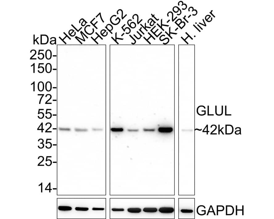 Western blot analysis on different lysates with NBP3-32387 at 1/2,000 dilution. Lane 1: HeLa cell lysate Lane 2: MCF7 cell lysate Lane 3: HepG2 cell lysate Lane 4: K-562 cell lysate Lane 5: Jurkat cell lysate Lane 6: HEK-293 cell lysate Lane 7: SK-Br-3 cell lysate Lane 8: Human liver tissue lysate Lysates/proteins at 20 µg/Lane. Predicted band size: 42 kDa Observed band size: 42 kDa Exposure time: 50 seconds; 4-20% SDS-PAGE gel. Proteins were transferred to a PVDF membrane and blocked with 5% NFDM/TBST for 1 hour at room temperature. NBP3-32387 at 1/2,000 dilution was used in 5% NFDM/TBST at 4℃ overnight. Goat anti-Mouse IgG [HRP] at 1/50,000 dilution was used for 1 hour at room temperature.