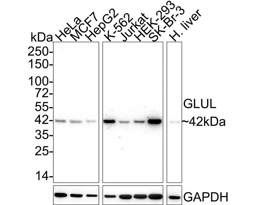 Western Blot: Glutamine Synthetase Antibody (A3G2-R) [NBP3-32387] - Western blot analysis of Glutamine Synthetase on different lysates with Mouse anti-Glutamine Synthetase antibody (NBP3-32387) at 1/2,000 dilution. Lane 1: HeLa cell lysate Lane 2: MCF7 cell lysate Lane 3: HepG2 cell lysate Lane 4: K-562 cell lysate Lane 5: Jurkat cell lysate Lane 6: HEK-293 cell lysate Lane 7: SK-Br-3 cell lysate Lane 8: Human liver tissue lysate Lysates/proteins at 20 ug/Lane. Predicted band size: 42 kDa Observed band size: 42 kDa Exposure time: 50 seconds; 4-20% SDS-PAGE gel. Proteins were transferred to a PVDF membrane and blocked with 5% NFDM/TBST for 1 hour at room temperature. The primary antibody (NBP3-32387) at 1/2,000 dilution was used in 5% NFDM/TBST at 4  overnight. Goat Anti-Mouse IgG - HRP Secondary Antibody at 1/50,000 dilution was used for 1 hour at room temperature.