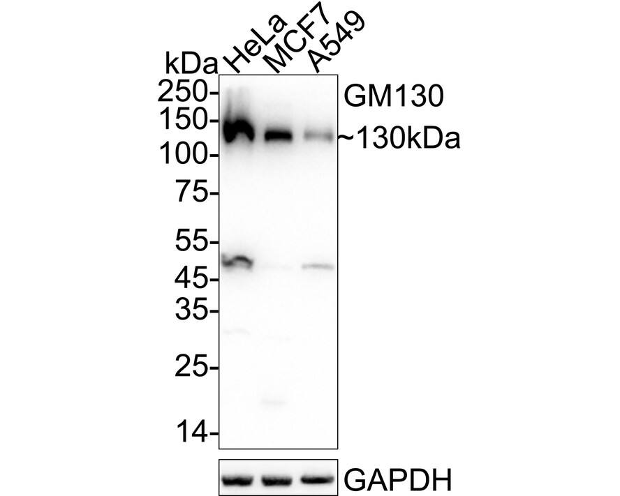 Western blot analysis on different lysates with NBP3-32394 at 1/1,000 dilution. Lane 1: HeLa cell lysate Lane 2: MCF7 cell lysate Lane 3: A549 cell lysate Lysates/proteins at 20 µg/Lane. Predicted band size: 113 kDa Observed band size: 130 kDa Exposure time: 14 seconds;  4-20% SDS-PAGE gel. Proteins were transferred to a PVDF membrane and blocked with 5% NFDM/TBST for 1 hour at room temperature. NBP3-32394 at 1/1,000 dilution was used in 5% NFDM/TBST at 4℃ overnight. Goat Anti-Rabbit IgG [HRP] Secondary Antibody at 1/50,000 dilution was used for 1 hour at room temperature.