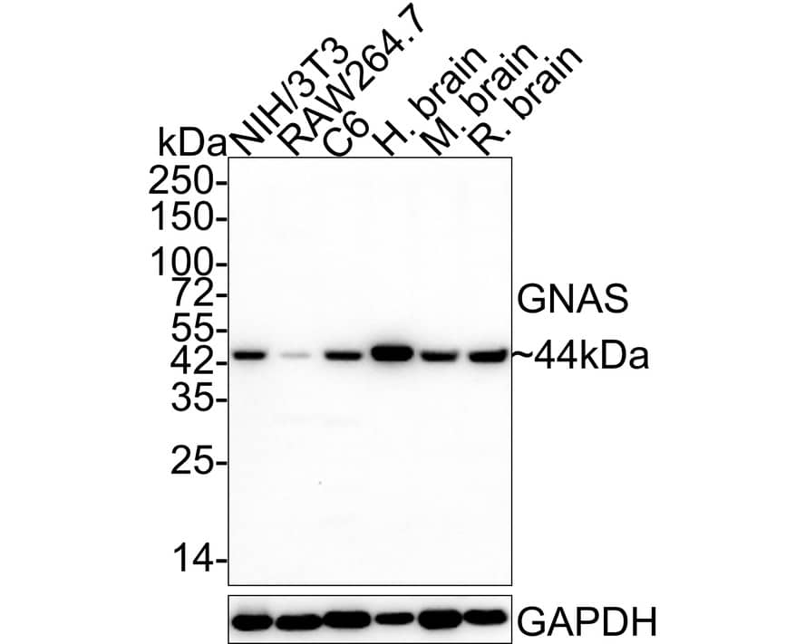 Western blot analysis on different lysates with NBP3-32396 at 1/1,000 dilution. Lane 1: NIH/3T3 cell lysate (20 µg/Lane) Lane 2: RAW264.7 cell lysate (20 µg/Lane) Lane 3: C6 cell lysate (20 µg/Lane) Lane 4: Human brain tissue lysate (40 µg/Lane) Lane 5: Mouse brain tissue lysate (40 µg/Lane) Lane 6: Rat brain tissue lysate (40 µg/Lane) Predicted band size: 46 kDa Observed band size: 44 kDa Exposure time: 3 minutes; 4-20% SDS-PAGE gel. Proteins were transferred to a PVDF membrane and blocked with 5% NFDM/TBST for 1 hour at room temperature. NBP3-32396 at 1/1,000 dilution was used in 5% NFDM/TBST at 4℃ overnight. Goat anti-Mouse IgG [HRP] at 1/50,000 dilution was used for 1 hour at room temperature.