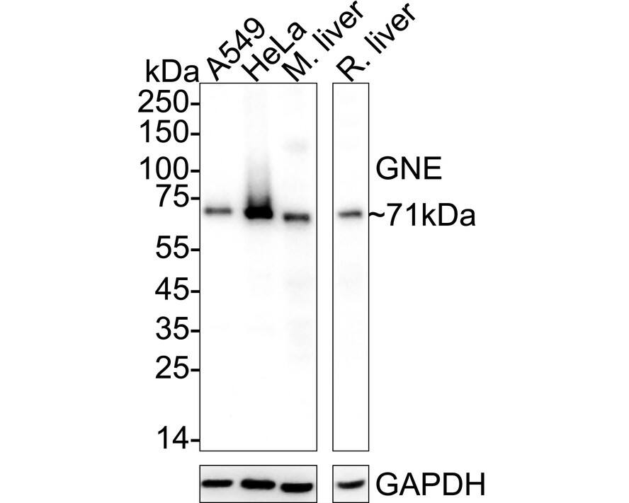 Western blot analysis on different lysates with NBP3-32397 at 1/1,000 dilution. Lane 1: A549 cell lysate (20 µg/Lane) Lane 2: HeLa cell lysate (20 µg/Lane) Lane 3: Mouse liver tissue lysate (40 µg/Lane) Lane 4: Rat liver tissue lysate (40 µg/Lane) Predicted band size: 79 kDa Observed band size: 71 kDa Exposure time: 3 minutes; 4-20% SDS-PAGE gel. Proteins were transferred to a PVDF membrane and blocked with 5% NFDM/TBST for 1 hour at room temperature. NBP3-32397 at 1/1,000 dilution was used in primary antibody dilution (K1803) at 4℃ overnight. Goat Anti-Rabbit IgG [HRP] Secondary Antibody at 1/50,000 dilution was used for 1 hour at room temperature.