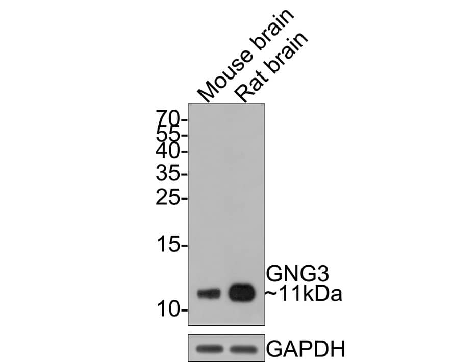 Western Blot G gamma3 Antibody