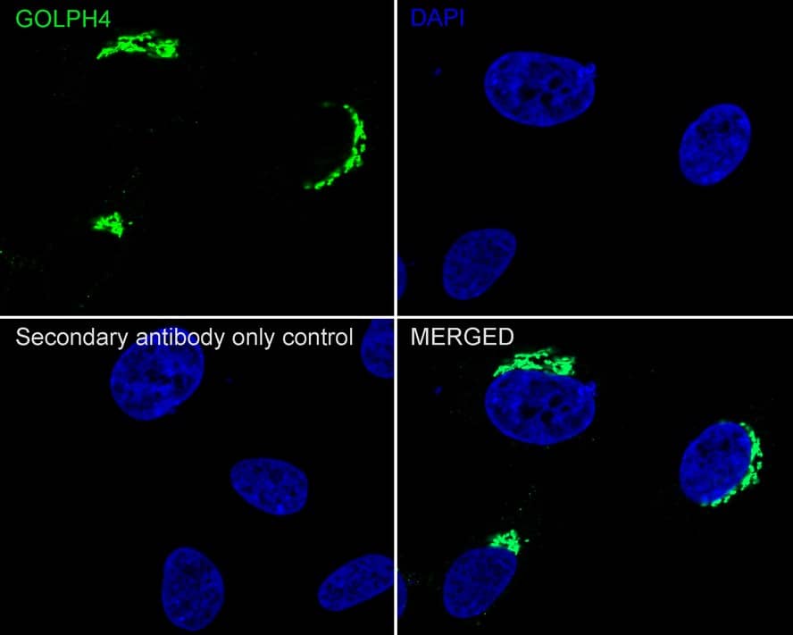 Immunocytochemistry/ Immunofluorescence: GOLPH4 Antibody (PSH02-98) [NBP3-32399] - Immunocytochemistry analysis of HeLa cells labeling GOLPH4 with Rabbit anti-GOLPH4 antibody (NBP3-32399) at 1/1,500 dilution. Cells were fixed in 4% paraformaldehyde for 20 minutes at room temperature, permeabilized with 0.1% Triton X-100 in PBS for 5 minutes at room temperature, then blocked with 1% BSA in 10% negative goat serum for 1 hour at room temperature. Cells were then incubated with Rabbit anti-GOLPH4 antibody (NBP3-32399) at 1/1,500 dilution in 1% BSA in PBST overnight at 4 ℃. Goat Anti-Rabbit IgG H&L (iFluor™ 488) was used as the secondary antibody at 1/1,000 dilution. PBS instead of the primary antibody was used as the secondary antibody only control. Nuclear DNA was labelled in blue with DAPI.
