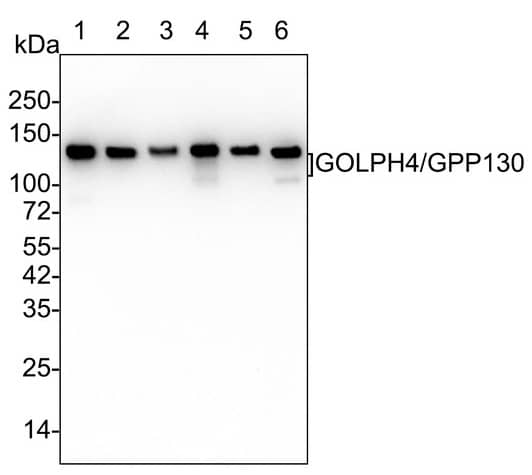 Western Blot: GOLPH4 Antibody (PSH02-98) [NBP3-32399] - Western blot analysis of GOLPH4 on different lysates with Rabbit anti-GOLPH4 antibody (NBP3-32399) at 1/5,000 dilution. Lane 1: HeLa cell lysate Lane 2: HepG2 cell lysate Lane 3: U-2 OS cell lysate Lane 4: LO2 cell lysate Lane 5: HUVEC cell lysate Lane 6: SiHa cell lysate Lysates/proteins at 15 µg/Lane. Predicted band size: 82 kDa Observed band size: 130/82 kDa Exposure time:  Lane 1-6 (left): 1 minute 2 seconds;  Lane 1-6 (right): 3 minutes; 4-20% SDS-PAGE gel. Proteins were transferred to a PVDF membrane and blocked with 5% NFDM/TBST for 1 hour at room temperature. The primary antibody at 1/5,000 dilution was used in 5% NFDM/TBST at 4℃ overnight. Goat Anti-Rabbit IgG - HRP Secondary Antibody at 1/50,000 dilution was used for 1 hour at room temperature.