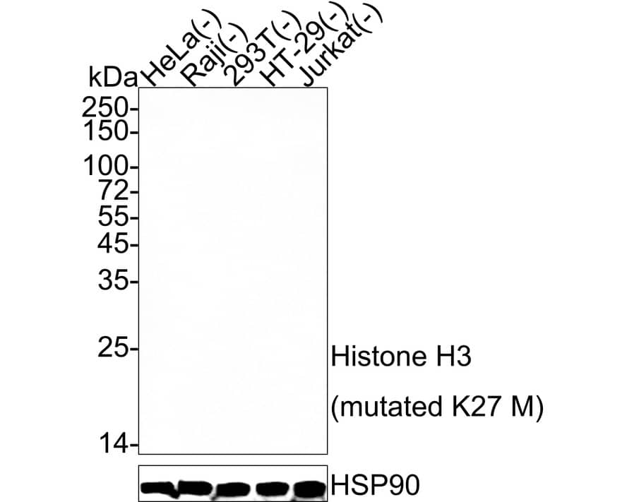 Western blot analysis on different lysates with NBP3-32401 at 1/2,000 dilution. Lane 1: HeLa cell lysate (negative) Lane 2: Raji cell lysate (negative) Lane 3: 293T cell lysate (negative) Lane 4: HT-29 cell lysate (negative) Lane 5: Jurkat cell lysate (negative) Lysates/proteins at 30 µg/Lane. Exposure time: 3 minutes;  4-20% SDS-PAGE gel. Proteins were transferred to a PVDF membrane and blocked with 5% NFDM/TBST for 1 hour at room temperature. NBP3-32401 at 1/2,000 dilution was used in 5% NFDM/TBST at 4℃ overnight. Goat Anti-Rabbit IgG [HRP] Secondary Antibody at 1/50,000 dilution was used for 1 hour at room temperature.