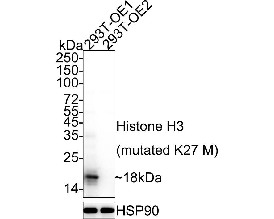 Western Blot: Histone H3 Antibody (JE46-51) - K27M mutant [NBP3-32401] - Western blot analysis of Histone H3 on different lysates with Rabbit anti-Histone H3 antibody (NBP3-32401) at 1/1,000 dilution. Lane 1: 293T-OE-Histone H3 (mutated K27 M) cell lysate Lane 2: 293T-OE-Histone H3 cell lysate (negative) Lysates/proteins at 10 ug/Lane. Predicted band size: 15 kDa Observed band size: 18 kDa Exposure time: 2 seconds; ECL; 4-20% SDS-PAGE gel. Proteins were transferred to a PVDF membrane and blocked with 5% NFDM/TBST for 1 hour at room temperature. The primary antibody (NBP3-32401) at 1/1,000 dilution was used in 5% NFDM/TBST at 4  overnight. Goat Anti-Rabbit IgG - HRP Secondary Antibody at 1/50,000 dilution was used for 1 hour at room temperature.