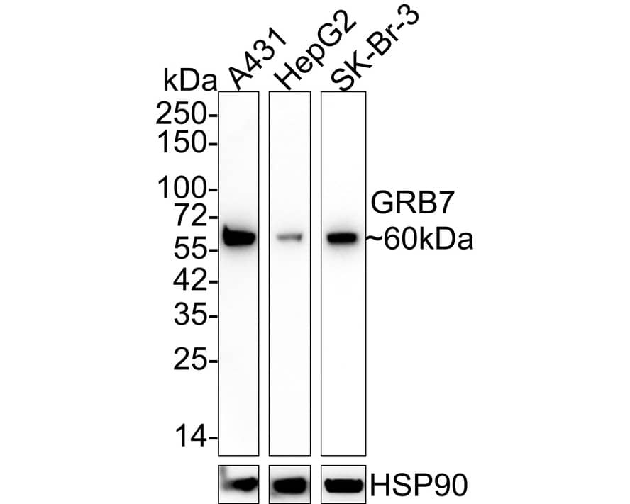 Western Blot: GRB7 Antibody (JE50-05) [NBP3-32404] - Western blot analysis of GRB7 on different lysates with Rabbit anti-GRB7 antibody (NBP3-32404) at 1/1,000 dilution. Lane 1: A431 cell lysate (40 ug/Lane) Lane 2: HepG2 cell lysate (40 ug/Lane) Lane 3: SK-Br-3 cell lysate (20 ug/Lane) Predicted band size: 60 kDa Observed band size: 60 kDa Exposure time: Lane 1-2: 1 minute 40 seconds; Lane 3: 3 minutes; 4-20% SDS-PAGE gel. Proteins were transferred to a PVDF membrane and blocked with 5% NFDM/TBST for 1 hour at room temperature. The primary antibody (NBP3-32404) at 1/1,000 dilution was used in 5% NFDM/TBST at 4  overnight. Goat Anti-Rabbit IgG - HRP Secondary Antibody at 1/50,000 dilution was used for 1 hour at room temperature.