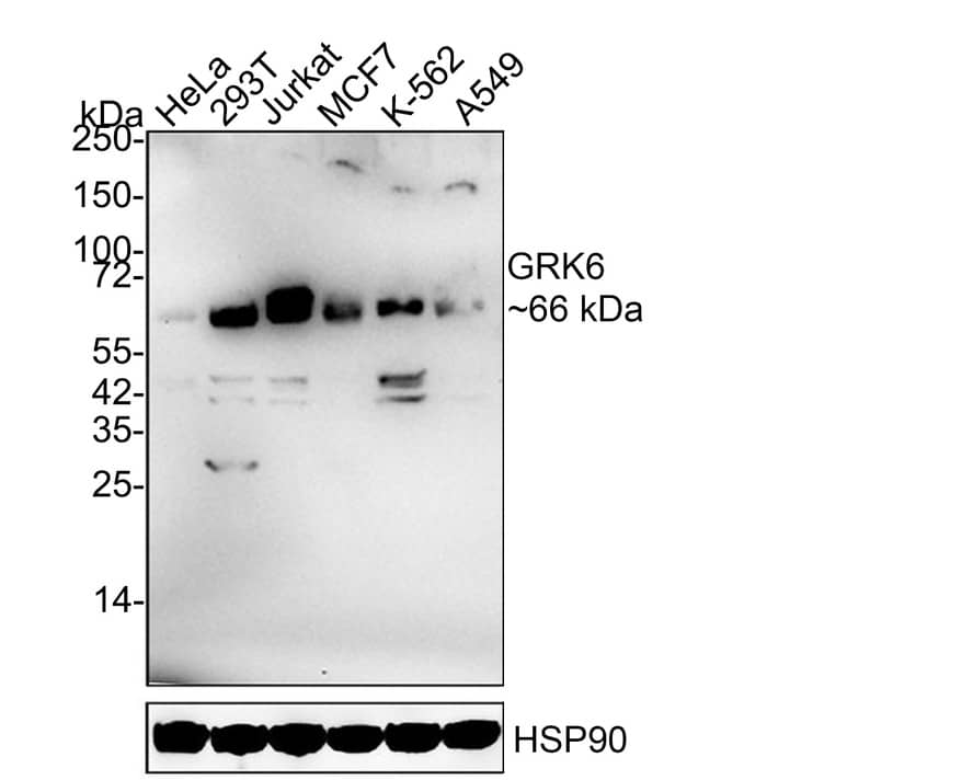 Western Blot: GRK6 Antibody (JE63-06) [NBP3-32406] - Western blot analysis of GRK6 on different lysates with Rabbit anti-GRK6 antibody (NBP3-32406) at 1/1,000 dilution. Lane 1: HeLa cell lysate Lane 2: 293T cell lysate Lane 3: Jurkat cell lysate Lane 4: MCF7 cell lysate Lane 5: K-562 cell lysate Lane 6: A549 cell lysate Lysates/proteins at 30 ug/Lane. Predicted band size: 66 kDa Observed band size: 66 kDa Exposure time: 5 minutes; 4-20% SDS-PAGE gel. Proteins were transferred to a PVDF membrane and blocked with 5% NFDM/TBST for 1 hour at room temperature. The primary antibody (NBP3-32406) at 1/1,000 dilution was used in 5% NFDM/TBST at 4  overnight. Goat Anti-Rabbit IgG - HRP Secondary Antibody at 1/50,000 dilution was used for 1 hour at room temperature.