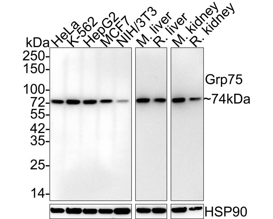 Western blot analysis on different lysates with NBP3-32407 at 1/2,000 dilution. Lane 1: HeLa cell lysate Lane 2: K-562 cell lysate Lane 3: HepG2 cell lysate Lane 4: MCF7 cell lysate Lane 5: NIH/3T3 cell lysate Lane 6: Mouse liver tissue lysate Lane 7: Rat liver tissue lysate Lane 8: Mouse kidney tissue lysate Lane 9: Rat kidney tissue lysate Predicted band size: 74 kDa Observed band size: 74 kDa Exposure time: 3 minutes; 4-20% SDS-PAGE gel. Proteins were transferred to a PVDF membrane and blocked with 5% NFDM/TBST for 1 hour at room temperature. NBP3-32407 at 1/2,000 dilution was used in 5% NFDM/TBST at 4℃ overnight. Anti-Mouse IgG Secondary Antibody at 1/5,000 dilution was used for 1 hour at room temperature.