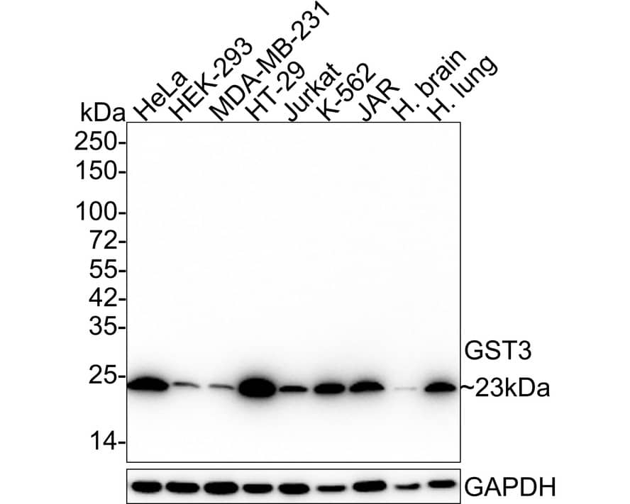 Western blot analysis on different lysates with NBP3-32411 at 1/2,000 dilution. Lane 1: HeLa cell lysate Lane 2: HEK-293 cell lysate Lane 3: MDA-MB-231 cell lysate Lane 4: HT-29 cell lysate Lane 5: Jurkat cell lysate Lane 6: K-562 cell lysate Lane 7: JAR cell lysate Lane 8: Human brain tissue lysate Lane 9: Human lung tissue lysate Lysates/proteins at 20 µg/Lane. Predicted band size: 23 kDa Observed band size: 23 kDa Exposure time: 1 minute 2 seconds; 4-20% SDS-PAGE gel. Proteins were transferred to a PVDF membrane and blocked with 5% NFDM/TBST for 1 hour at room temperature. NBP3-32411 at 1/2,000 dilution was used in 5% NFDM/TBST at 4℃ overnight. Anti-Mouse IgG Secondary Antibody at 1/5,000 dilution was used for 1 hour at room temperature.