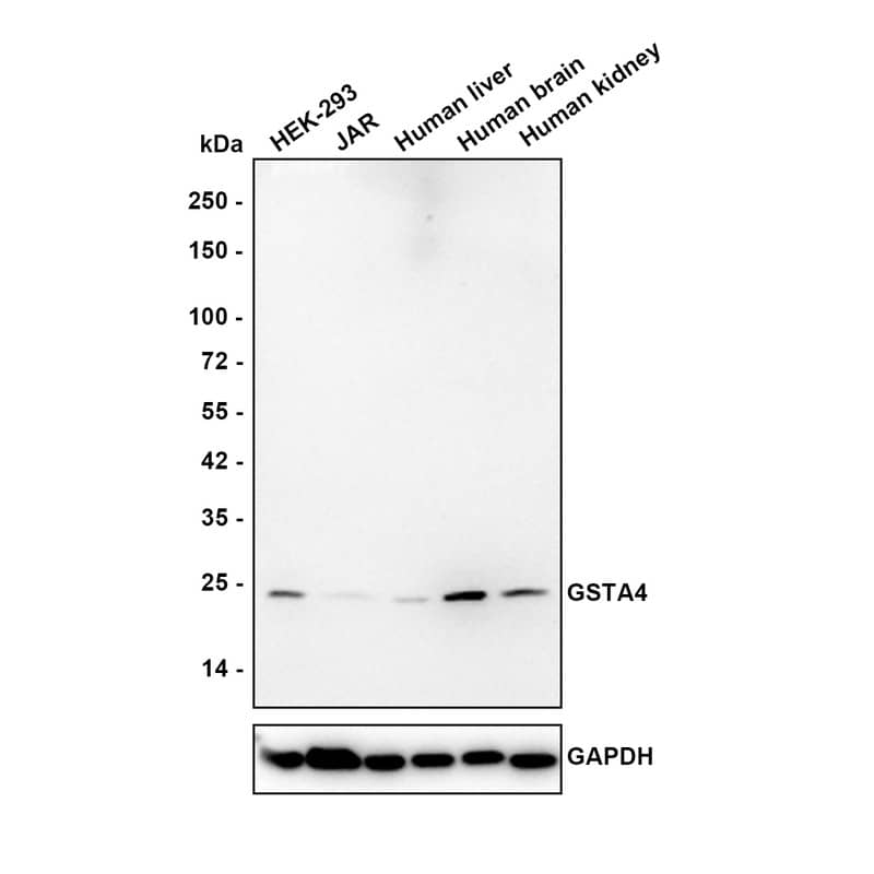Western blot analysis on different lysates with NBP3-32412 at 1/1,000 dilution. Lane 1: HEK-293 cell lysate (40 µg/Lane) Lane 2: JAR cell lysate (40 µg/Lane) Lane 3: Human liver tissue lysate (40 µg/Lane) Lane 4: Human brain tissue lysate (30 µg/Lane) Lane 5: Human kidney tissue lysate (30 µg/Lane) Predicted band size: 26 kDa Observed band size: 25 kDa Exposure time: 1 minute 59 seconds; 4-20% SDS-PAGE gel. Proteins were transferred to a PVDF membrane and blocked with 5% NFDM/TBST for 1 hour at room temperature. NBP3-32412 at 1/1,000 dilution was used in 5% NFDM/TBST at 4℃ overnight. Goat Anti-Rabbit IgG [HRP] Secondary Antibody at 1/50,000 dilution was used for 1 hour at room temperature.