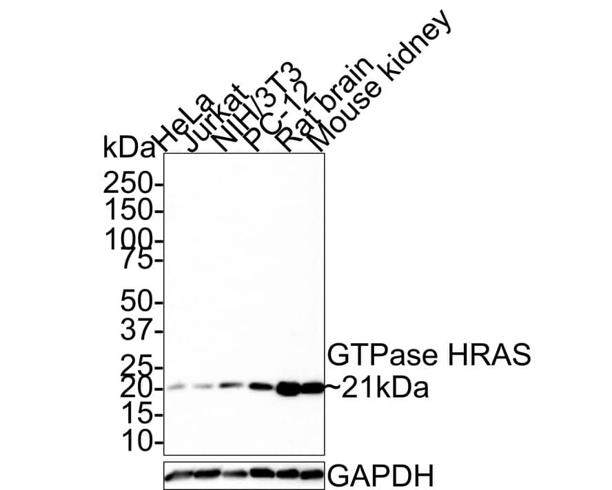 Western Blot: HRAS Antibody (JE42-15) [NBP3-32413] - Western blot analysis of HRAS on different lysates with Rabbit anti-HRAS antibody (NBP3-32413) at 1/1,000 dilution. Lane 1: HeLa cell lysate (40 ug/Lane) Lane 2: Jurkat cell lysate (40 ug/Lane) Lane 3: NIH/3T3 cell lysate (40 ug/Lane) Lane 4: PC-12 cell lysate (40 ug/Lane) Lane 5: Rat brain tissue lysate (10 ug/Lane) Lane 6: Mouse kidney tissue lysate (20 ug/Lane) Predicted band size: 21 kDa Observed band size: 21 kDa Exposure time: 2 minutes; 4-20% SDS-PAGE gel. Proteins were transferred to a PVDF membrane and blocked with 5% NFDM/TBST for 1 hour at room temperature. The primary antibody (NBP3-32413) at 1/1,000 dilution was used in 5% NFDM/TBST at room temperature for 2 hours. Goat Anti-Rabbit IgG - HRP Secondary Antibody at 1:100,000 dilution was used for 1 hour at room temperature.