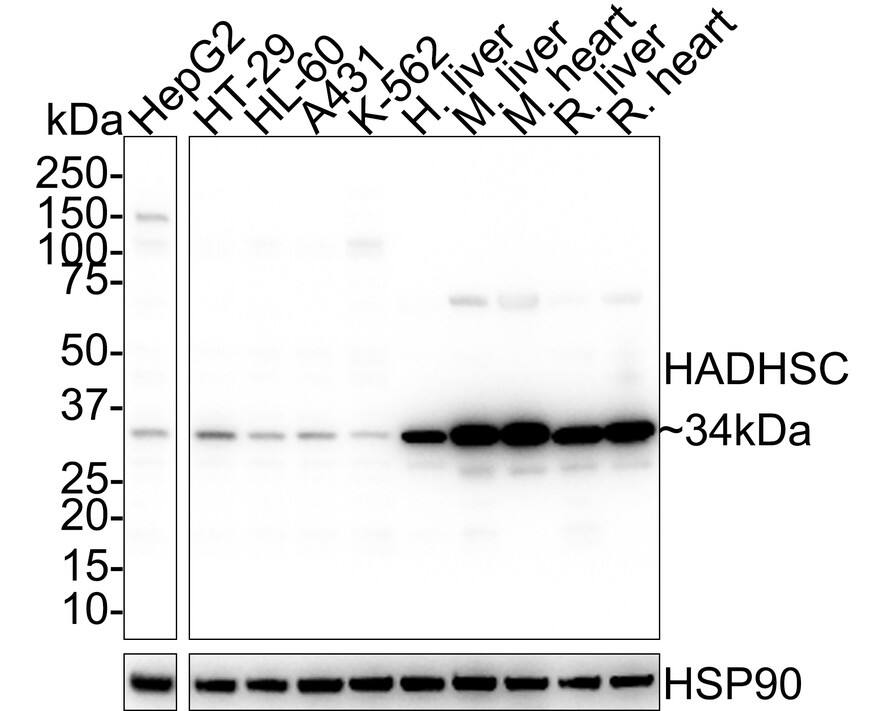 Western blot analysis on different lysates with NBP3-32416 at 1/1,000 dilution. Lane 1: HepG2 cell lysate (20 µg/Lane) Lane 2: HT-29 cell lysate (20 µg/Lane) Lane 3: HL-60 cell lysate (20 µg/Lane) Lane 4: A431 cell lysate (20 µg/Lane) Lane 5: K-562 cell lysate (20 µg/Lane) Lane 6: Human liver tissue lysate (40 µg/Lane) Lane 7: Mouse liver tissue lysate (40 µg/Lane) Lane 8: Mouse heart tissue lysate (40 µg/Lane) Lane 9: Rat liver tissue lysate (40 µg/Lane) Lane 10: Rat heart tissue lysate (40 µg/Lane) Predicted band size: 34 kDa Observed band size: 34 kDa Exposure time: 24 seconds; 4-20% SDS-PAGE gel. Proteins were transferred to a PVDF membrane and blocked with 5% NFDM/TBST for 1 hour at room temperature. NBP3-32416 at 1/1,000 dilution was used in 5% NFDM/TBST at room temperature for 2 hours. Goat anti-Mouse IgG [HRP] at 1/50,000 dilution was used for 1 hour at room temperature.