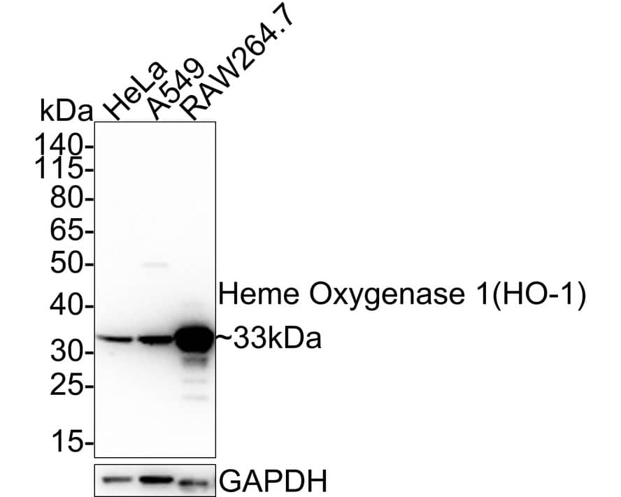 Western blot analysis on different lysates with NBP3-32420 at 1/1,000 dilution. Lane 1: HeLa cell lysate Lane 2: A549 cell lysate Lane 3: RAW264.7 cell lysate Lysates/proteins at 20 µg/Lane. Predicted band size: 33 kDa Observed band size: 33 kDa Exposure time: 30 seconds; 4-20% SDS-PAGE gel. Proteins were transferred to a PVDF membrane and blocked with 5% NFDM/TBST for 1 hour at room temperature. NBP3-32420 at 1/1,000 dilution was used in 5% NFDM/TBST at room temperature for 2 hours. Goat Anti-Rabbit IgG [HRP] Secondary Antibody at 1/200,000 dilution was used for 1 hour at room temperature.