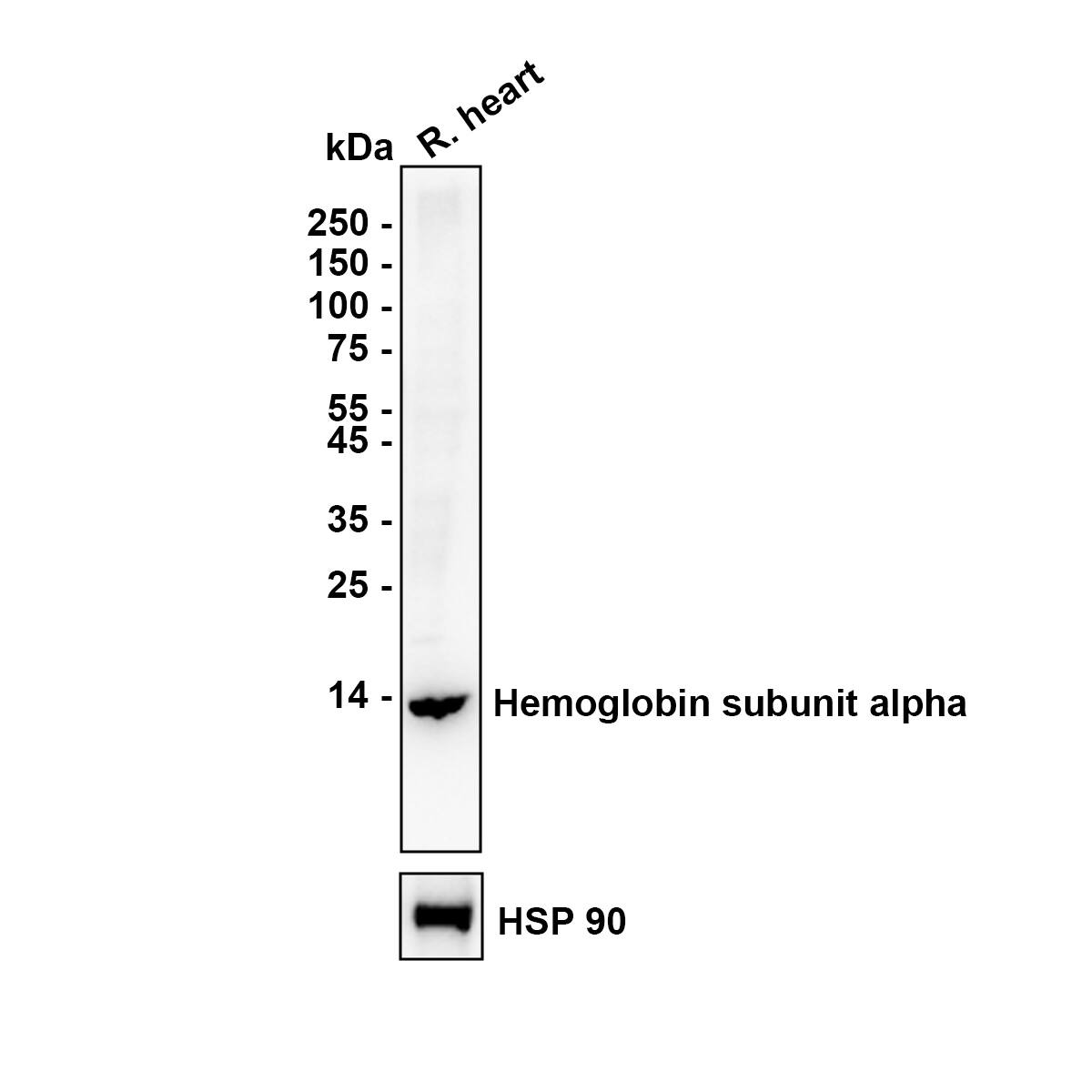 Western blot analysis on different lysates with NBP3-32421 at 1/5,000 dilution. Lane 1: Rat heart tissue lysate Lysates/proteins at 40 µg/Lane. Exposure time: 3 minutes; ECL: K1802 Blocking: 5% NFDM/TBST, 1 hour at room temperature Primary antibody: NBP3-32421, 1/5,000 in primary antibody dilution buffer, overnight at 4 ℃ Secondary antibody: Goat Anti-Rabbit IgG [HRP] Secondary Antibody, 1/50,000 in 5% NFDM/TBST, 1 hour at room temperature Predicted band size: 15 kDa Observed band size: 14 kDa