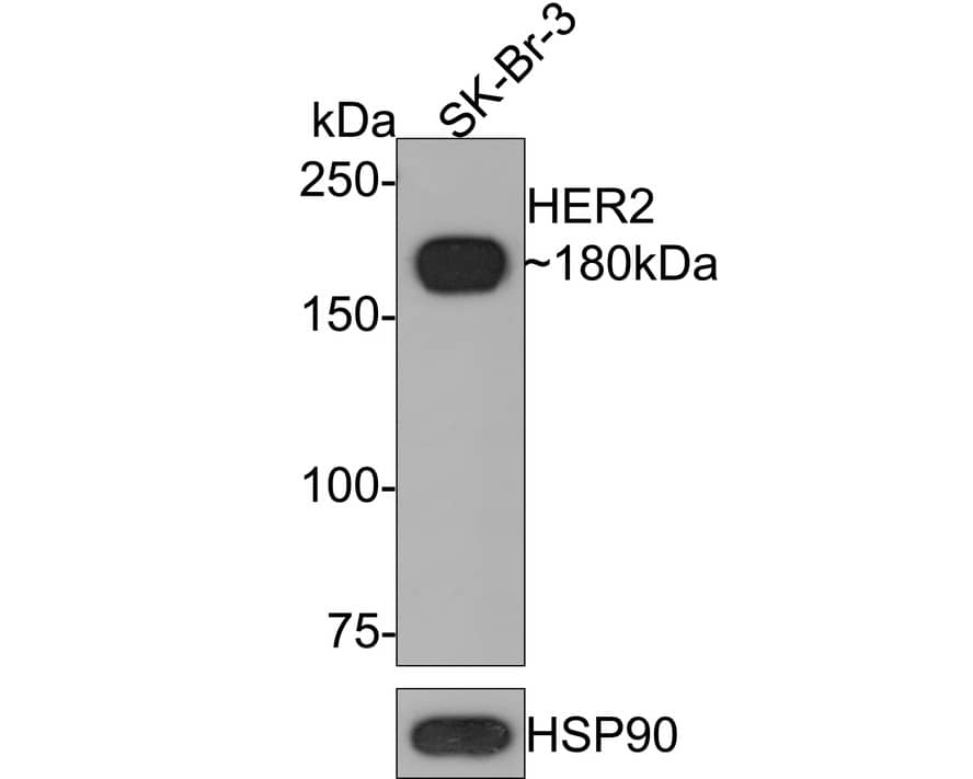 Western Blot: ErbB2/Her2 Antibody (PD00-99) [NBP3-32423] - Western blot analysis of ErbB2/Her2 on SK-Br-3 cell lysates with Rabbit anti-ErbB2/Her2 antibody (NBP3-32423) at 1/1,000 dilution. Lysates/proteins at 10 ug/Lane. Predicted band size: 138 kDa Observed band size: 180 kDa Exposure time: 2 minutes; 6% SDS-PAGE gel. Proteins were transferred to a PVDF membrane and blocked with 5% NFDM/TBST for 1 hour at room temperature. The primary antibody (NBP3-32423) at 1/1,000 dilution was used in 5% NFDM/TBST at room temperature for 2 hours. Goat Anti-Rabbit IgG - HRP Secondary Antibody at 1:300,000 dilution was used for 1 hour at room temperature.